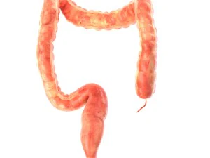 인간의 내부 장기 3D 모델