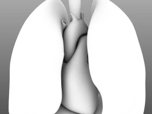 인간의 내부 장기 3D 모델