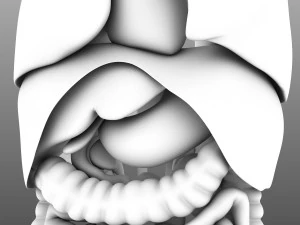인간의 내부 장기 3D 모델