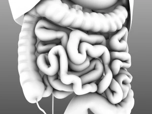 인간의 내부 장기 3D 모델