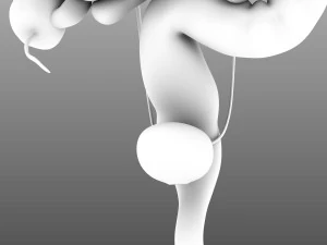 인간의 내부 장기 3D 모델