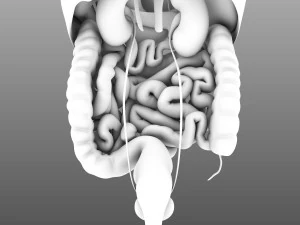 인간의 내부 장기 3D 모델