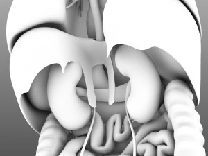 인간의 내부 장기 3D 모델