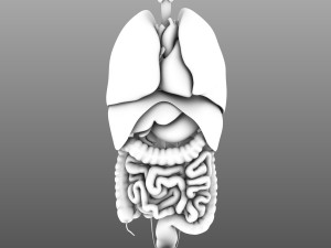 human internal organs Modelo 3D