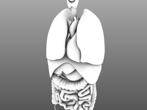 human internal organs Modelo 3D