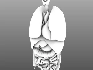 인간의 내부 장기 3D 모델