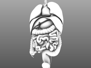 human internal organs Modelo 3D