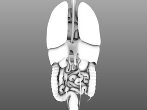 human internal organs Modelo 3D