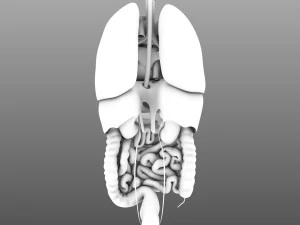인간의 내부 장기 3D 모델