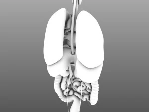 인간의 내부 장기 3D 모델
