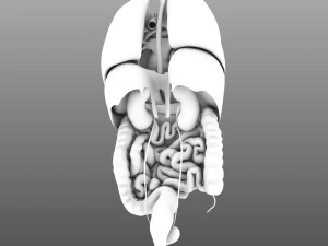 인간의 내부 장기 3D 모델