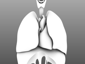 human internal organs Modelo 3D
