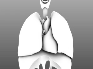 인간의 내부 장기 3D 모델