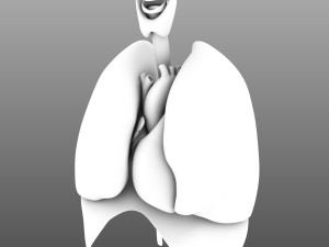 human internal organs Modelo 3D