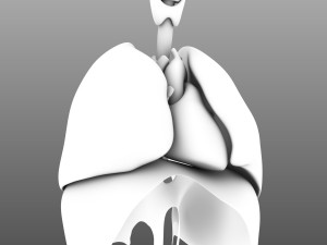 human internal organs Modelo 3D