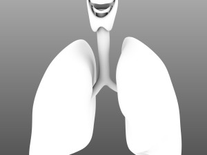 human internal organs Modelo 3D