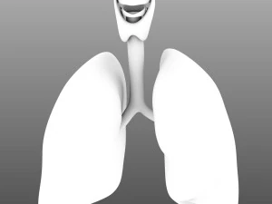 인간의 내부 장기 3D 모델