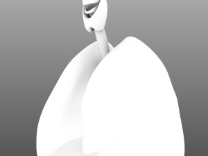 human internal organs Modelo 3D