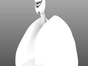 인간의 내부 장기 3D 모델