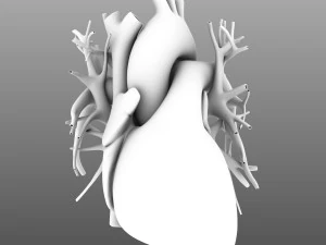 인간의 내부 장기 3D 모델