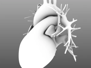 인간의 내부 장기 3D 모델