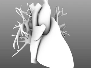 인간의 내부 장기 3D 모델