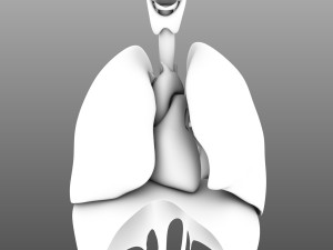 human internal organs Modelo 3D