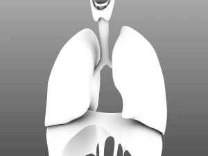 인간의 내부 장기 3D 모델