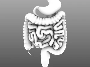 인간의 내부 장기 3D 모델