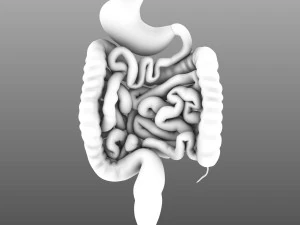인간의 내부 장기 3D 모델