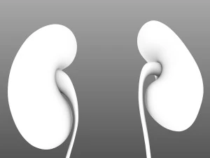 인간의 내부 장기 3D 모델