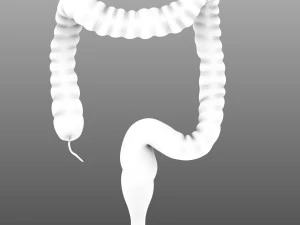 인간의 내부 장기 3D 모델