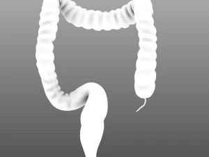 인간의 내부 장기 3D 모델