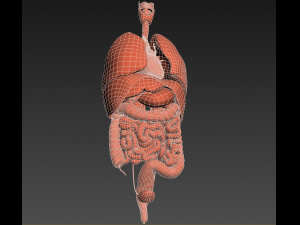 human internal organs Modelo 3D