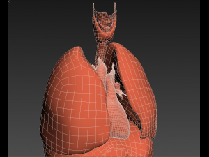 human internal organs Modelo 3D