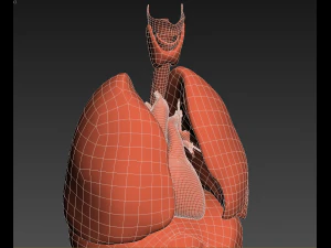 인간의 내부 장기 3D 모델
