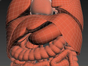 인간의 내부 장기 3D 모델