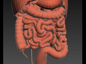 human internal organs Modelo 3D