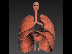 인간의 내부 장기 3D 모델