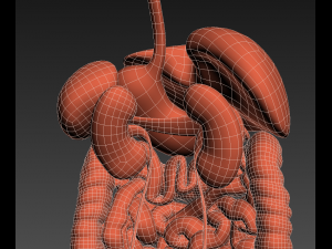 human internal organs Modelo 3D