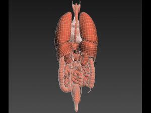 human internal organs Modelo 3D