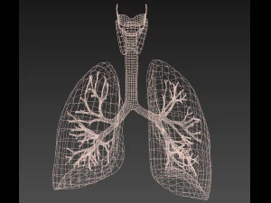 인간의 내부 장기 3D 모델