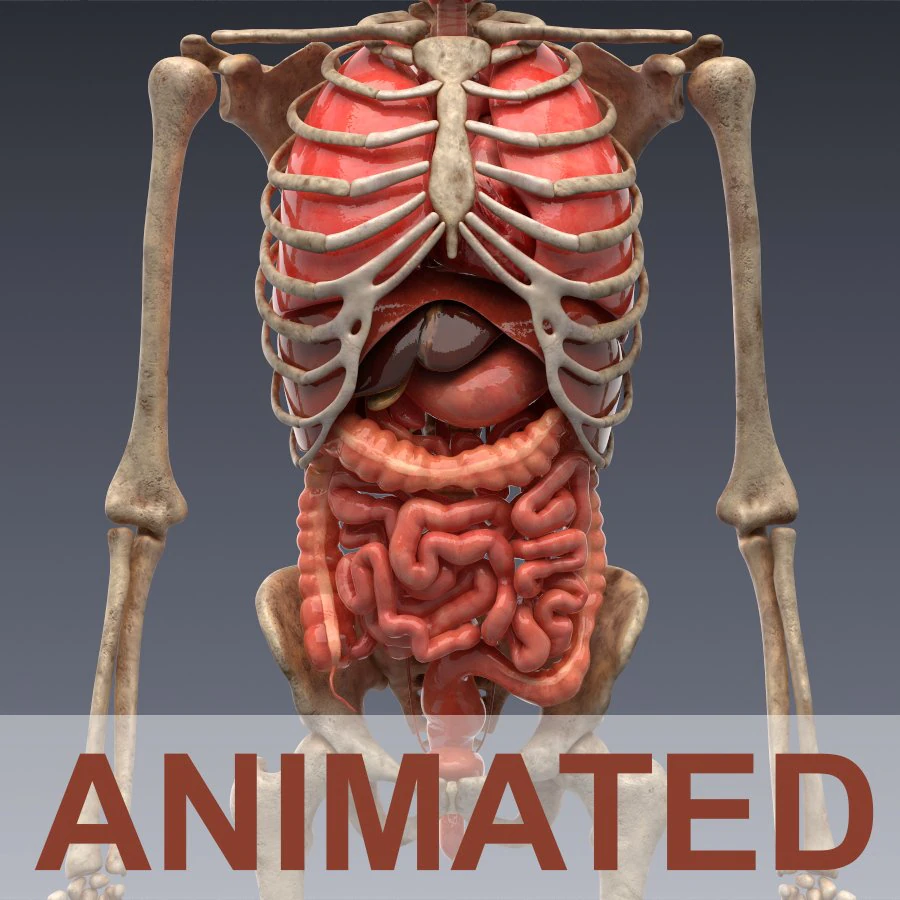 human anatomy animated skeleton internal organs 3D Model .c4d .max .obj .3ds .fbx .stl .blend 