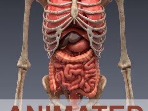 human anatomy animated skeleton internal organs 3D 模型