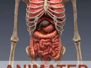 anatomie humaine, squelette animé, organes internes Modèle 3D