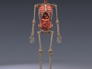 human anatomy animated skeleton internal organs Model 3D