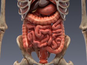human anatomy animated skeleton internal organs Model 3D