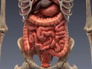 human anatomy animated skeleton internal organs 3D Model
