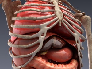 human anatomy animated skeleton internal organs Model 3D