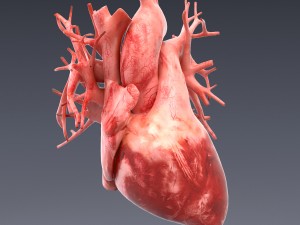 human anatomy animated skeleton internal organs Model 3D